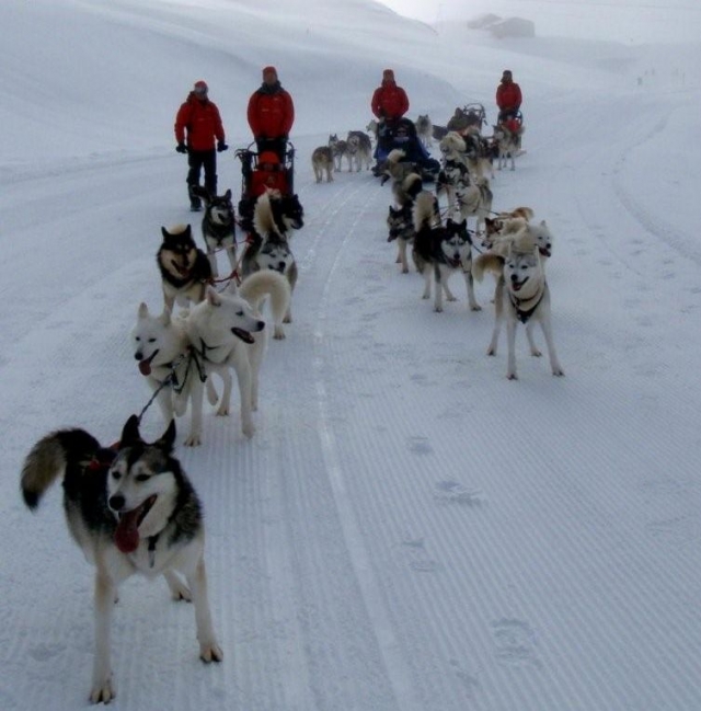  Savoie sled dogs 